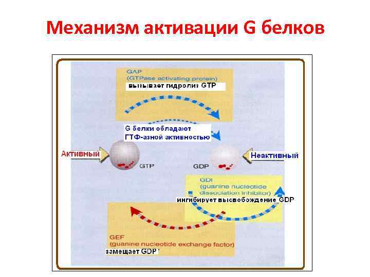 Механизм активации G белков 