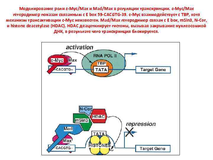 Моделирование роли c-Myc/Max и Mad/Max в регуляции транскрипции. c-Myc/Max гетеродимер показан связанным с E