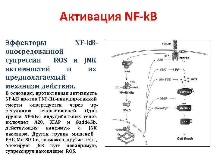 Активация NF-k. B Эффекторы NF-k. Bопосредованной супрессии ROS и JNK активностей и их предполагаемый
