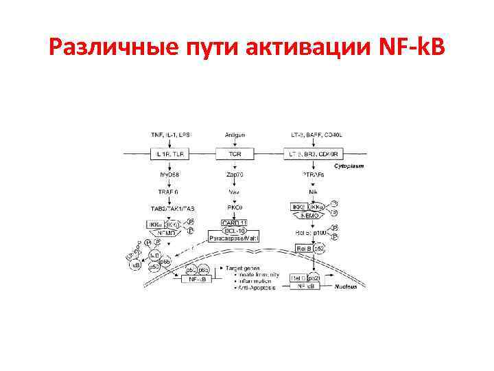 Различные пути активации NF-k. B 