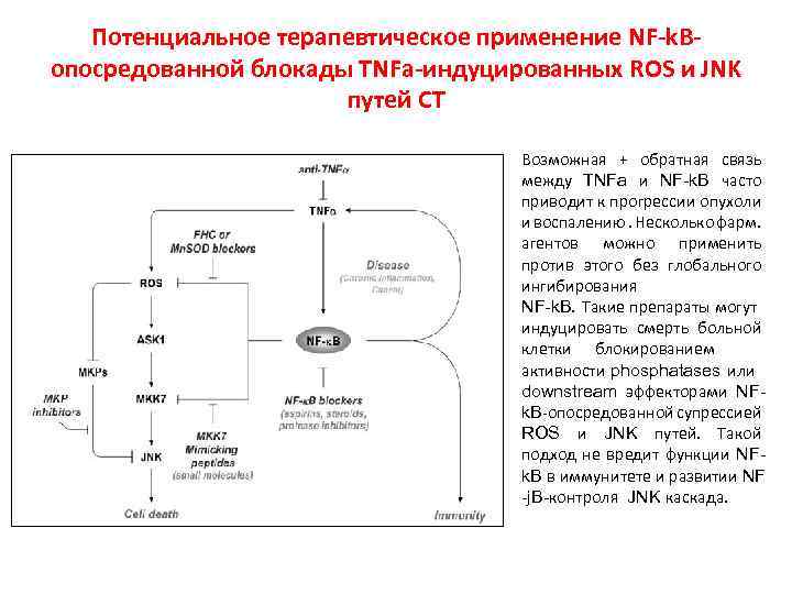 Потенциальное терапевтическое применение NF-k. Bопосредованной блокады TNFa-индуцированных ROS и JNK путей СТ Возможная +