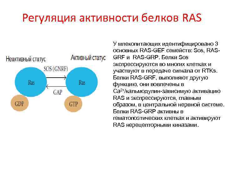 Регуляция активности белков RAS У млекопитающих идентифицировано 3 основных RAS-GEF семейств: Sos, RASGRF и