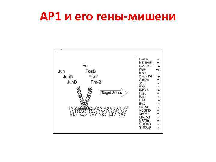 АР 1 и его гены-мишени 