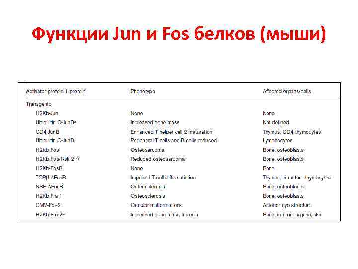 Функции Jun и Fos белков (мыши) 