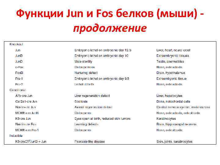 Функции Jun и Fos белков (мыши) продолжение 