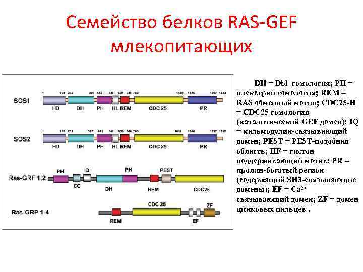 Семейство белков RAS-GEF млекопитающих DH = Dbl гомология; PH = плекстрин гомология; REM =
