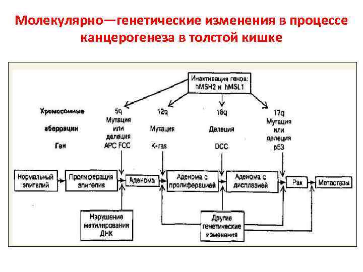 Молекулярно—генетические изменения в процессе канцерогенеза в толстой кишке 