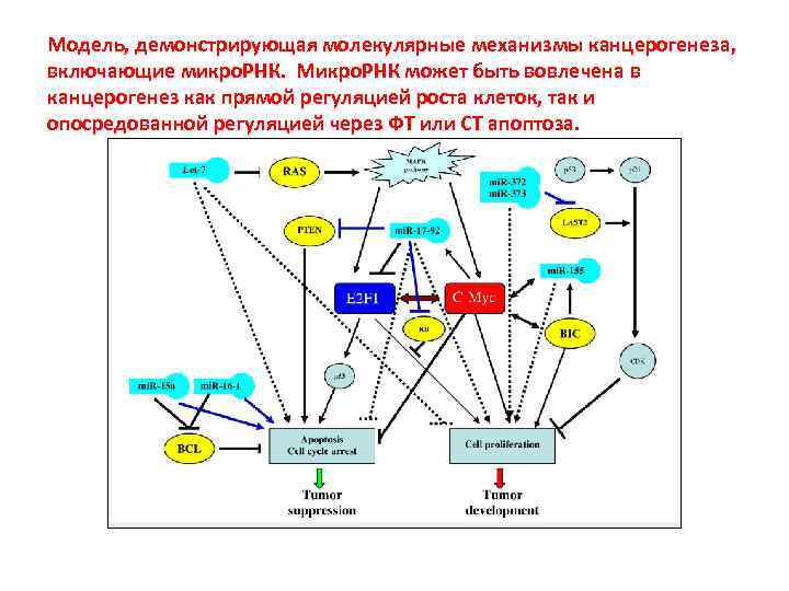 Модель, демонстрирующая молекулярные механизмы канцерогенеза, включающие микро. РНК. Микро. РНК может быть вовлечена в