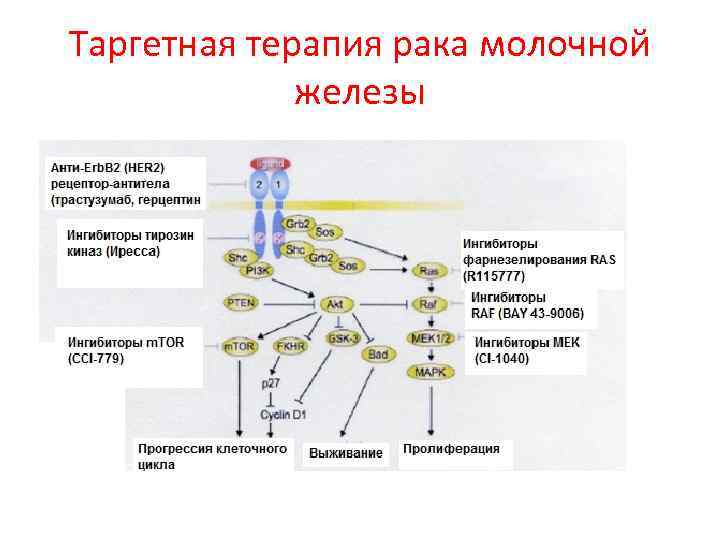 Цитогенетическая терапия в онкологии в москве