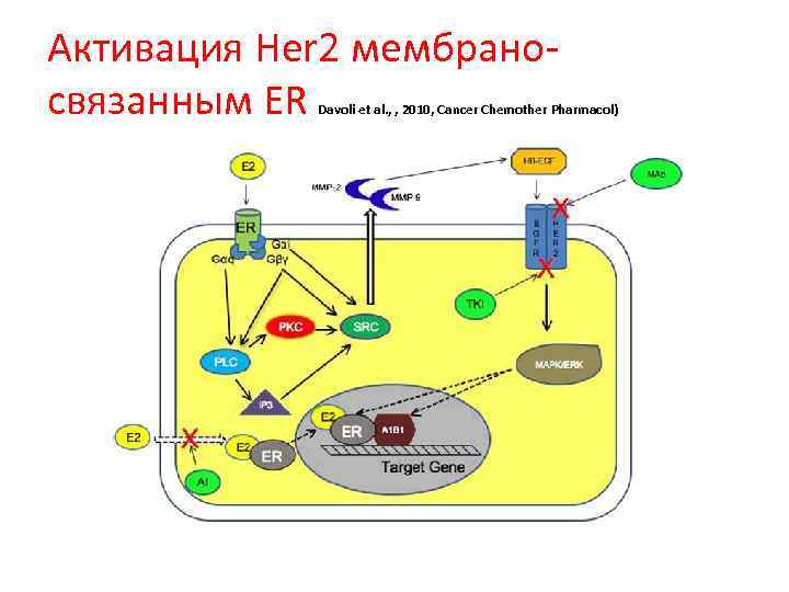 Активация Her 2 мембраносвязанным ER Davoli et al. , , 2010, Cancer Chemother Pharmacol)