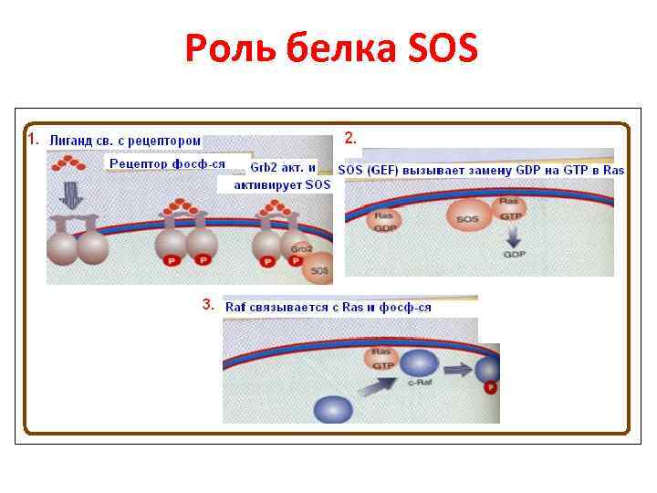 Роль белка SOS 