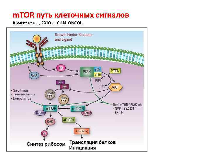 m. TOR путь клеточных сигналов Alvarez et al. , 2010, J. CLIN. ONCOL. 