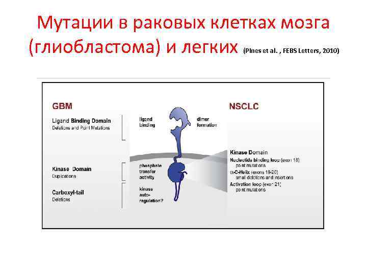 Мутации в раковых клетках мозга (глиобластома) и легких (Pines et al. , FEBS Letters,