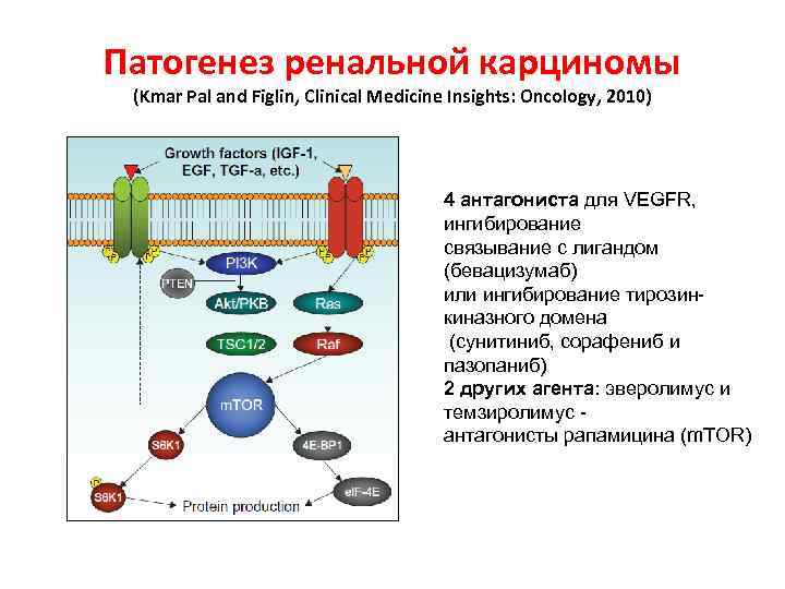 Патогенез ренальной карциномы (Kmar Pal and Figlin, Clinical Medicine Insights: Oncology, 2010) 4 антагониста