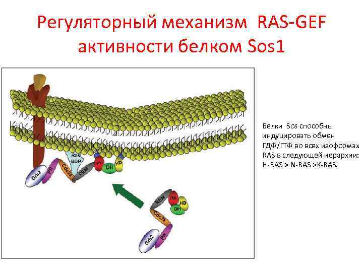 Регуляторный механизм RAS-GEF активности белком Sos 1 Белки Sos способны индуцировать обмен ГДФ/ГТФ во