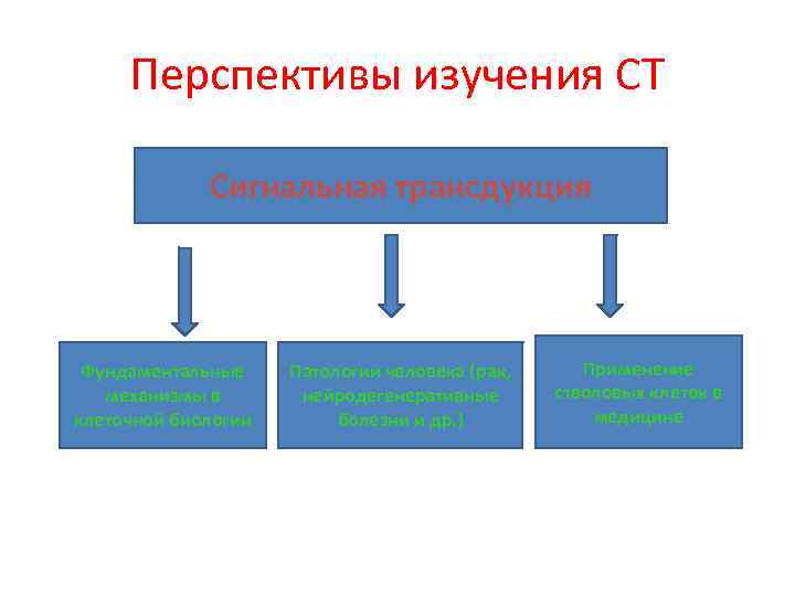 Перспективы изучения СТ Сигнальная трансдукция Фундаментальные механизмы в клеточной биологии Патологии человека (рак, нейродегенеративные