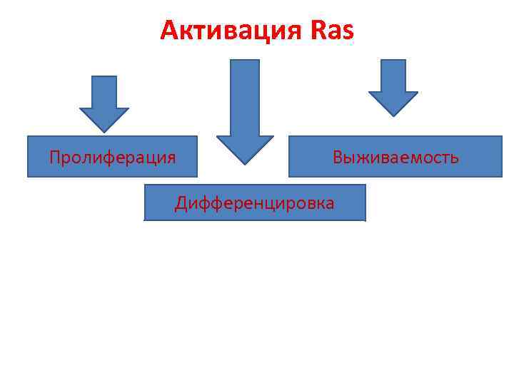 Активация Ras Пролиферация Выживаемость Дифференцировка 