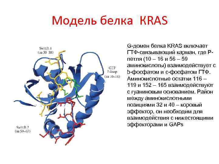 Модель белка КRAS G-домен белка KRAS включает ГТФ-связывающий карман, где Рпетля (10 – 16