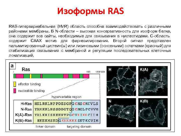 Изоформы RAS-гипервариабельная (HVR) область способна взаимодействовать с различными районами мембраны. В N-области – высокая