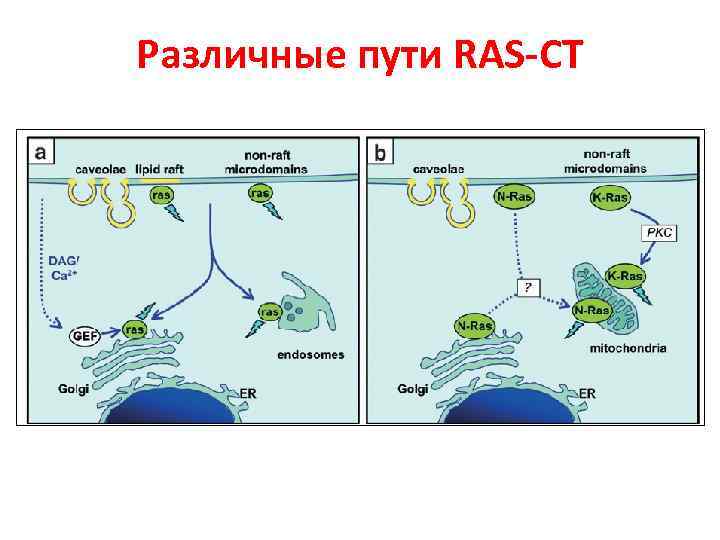 Различные пути RAS-СТ 