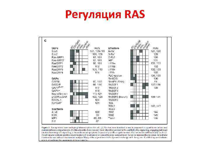 Регуляция RAS 