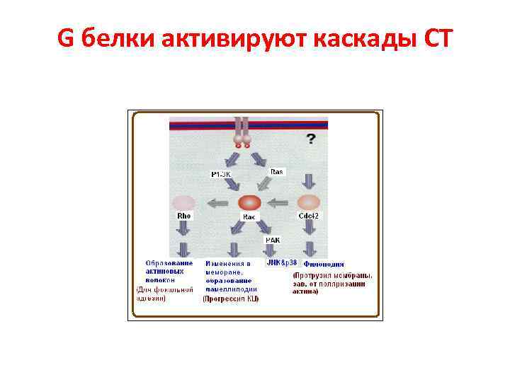 G белки активируют каскады СТ 