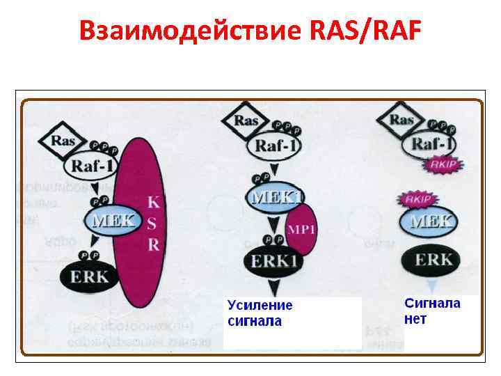 Взаимодействие RAS/RAF 