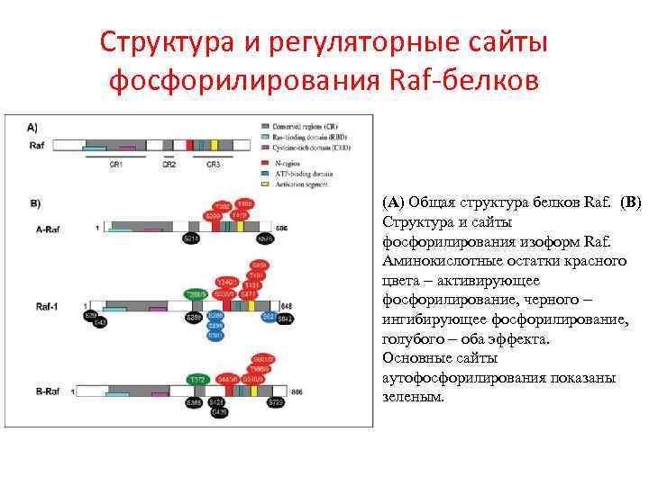 Структура и регуляторные сайты фосфорилирования Raf-белков (A) Общая структура белков Raf. (B) Структура и