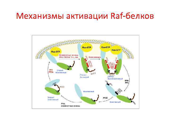 Механизмы активации Raf-белков 