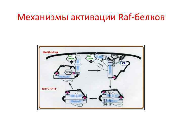 Механизмы активации Raf-белков 