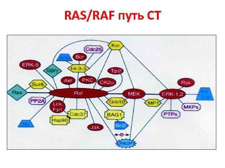 RAS/RAF путь СТ 