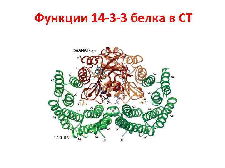 Функции 14 -3 -3 белка в СТ 