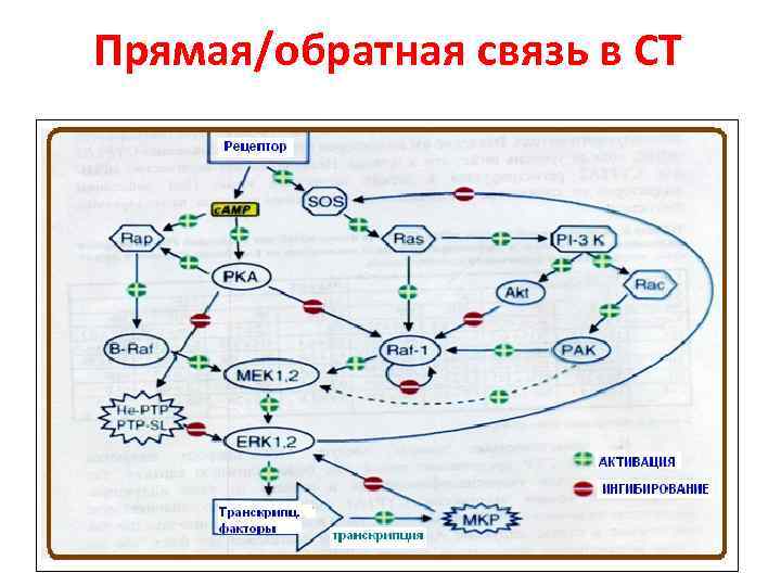 Прямая/обратная связь в СТ 