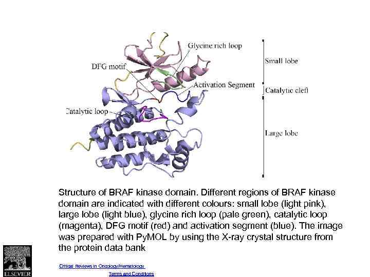 Fig. 1 Structure of BRAF kinase domain. Different regions of BRAF kinase domain are