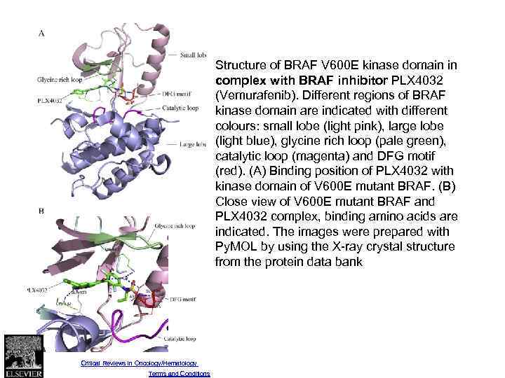 Fig. 2 Structure of BRAF V 600 E kinase domain in complex with BRAF