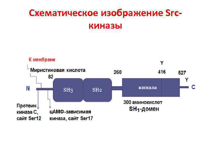 Схематическое изображение Srcкиназы 