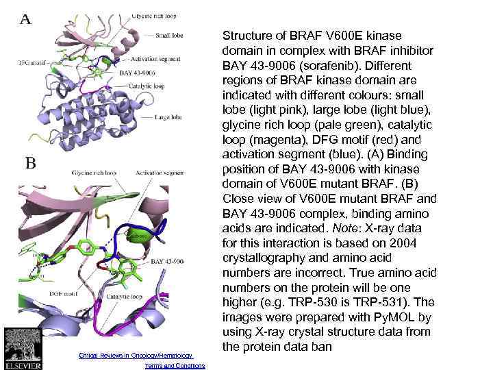 Fig. 3 Structure of BRAF V 600 E kinase domain in complex with BRAF