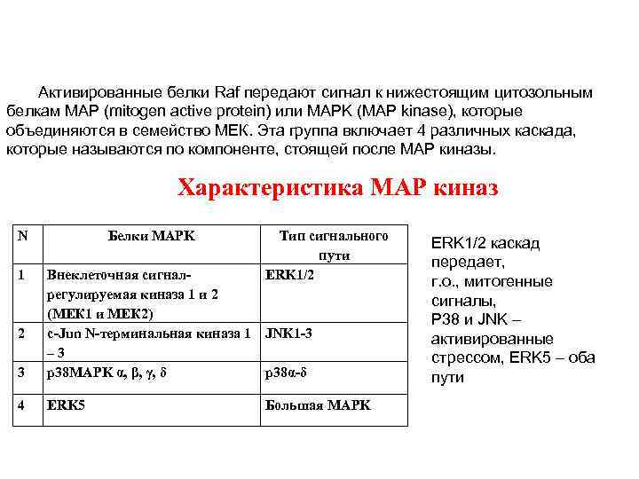Активированные белки Raf передают сигнал к нижестоящим цитозольным белкам MAP (mitogen active protein) или