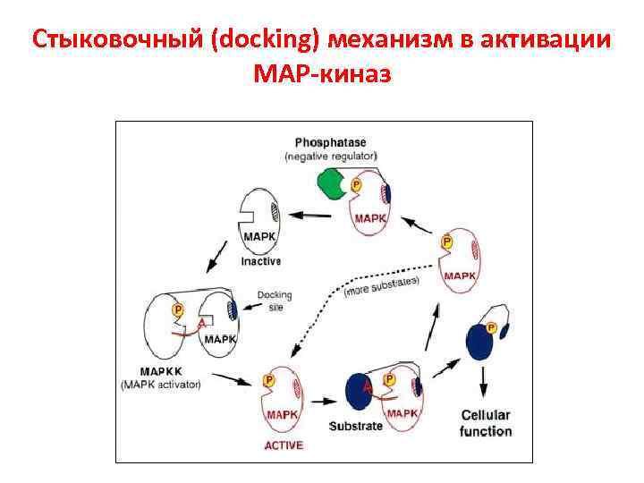 Стыковочный (docking) механизм в активации МАР-киназ 