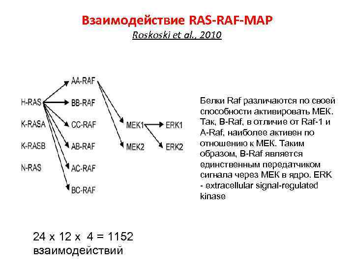 Взаимодействие RAS-RAF-MAP Roskoski et al. , 2010 Белки Raf различаются по своей способности активировать