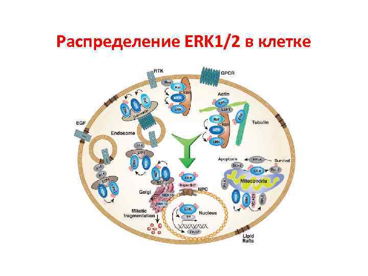 Распределение ERK 1/2 в клетке 