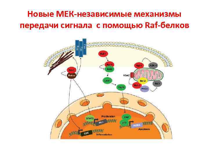 Новые МЕК-независимые механизмы передачи сигнала с помощью Raf-белков 