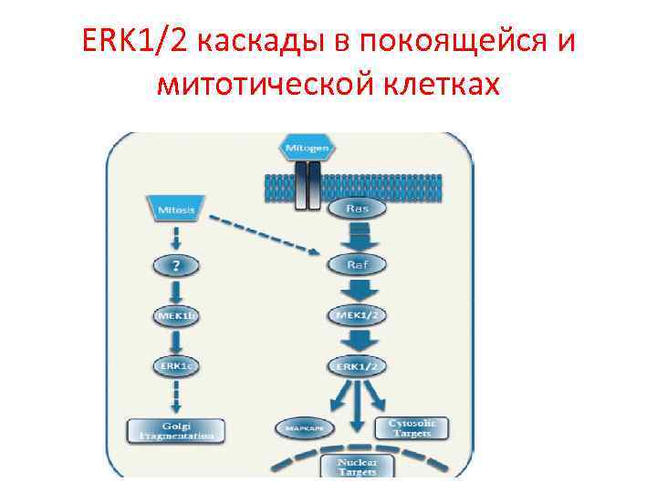 ERK 1/2 каскады в покоящейся и митотической клетках 