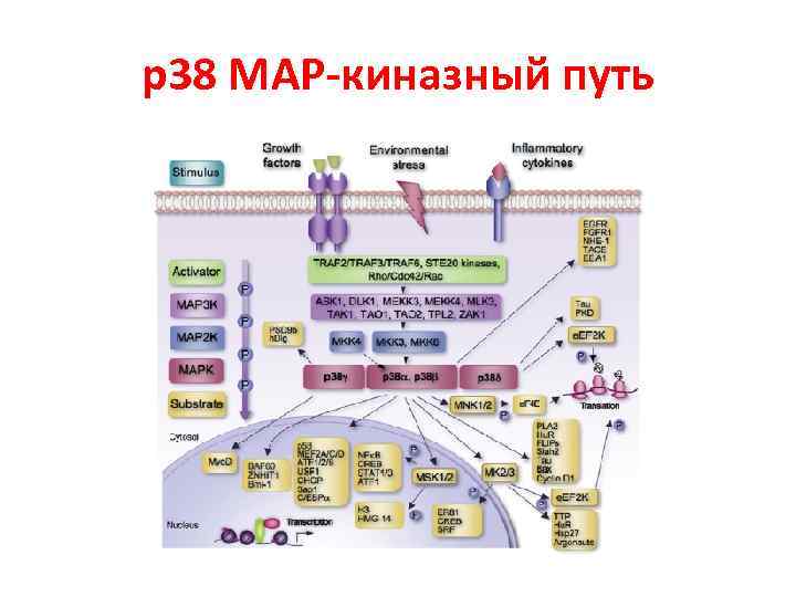 р38 МАР-киназный путь 