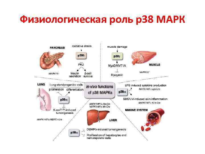Физиологическая роль р38 МАРК 