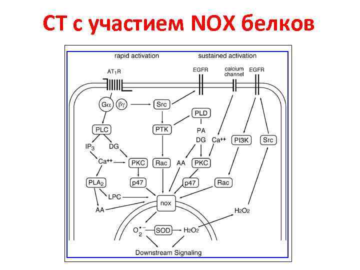 СТ с участием NOX белков 