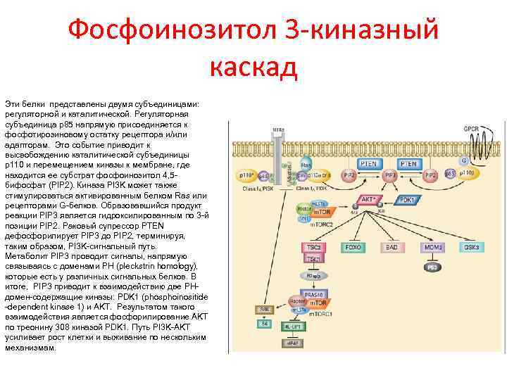 Фосфоинозитол 3 -киназный каскад Эти белки представлены двумя субъединицами: регуляторной и каталитической. Регуляторная субъединица