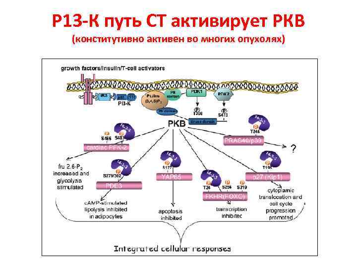 Р 13 -К путь СТ активирует РКВ (конститутивно активен во многих опухолях) 
