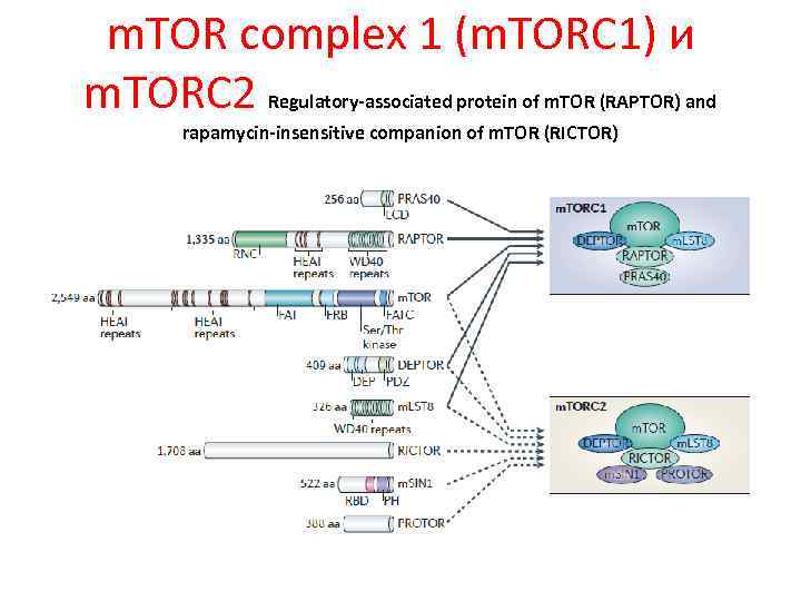 m. TOR complex 1 (m. TORC 1) и m. TORC 2 Regulatory-associated protein of