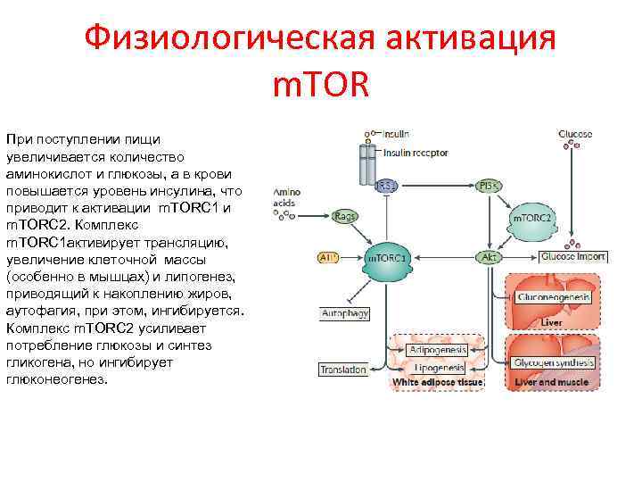Физиологическая активация m. TOR При поступлении пищи увеличивается количество аминокислот и глюкозы, а в